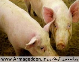 اجبار دانش آموزان مسلمان به خوردن گوشت خوک!